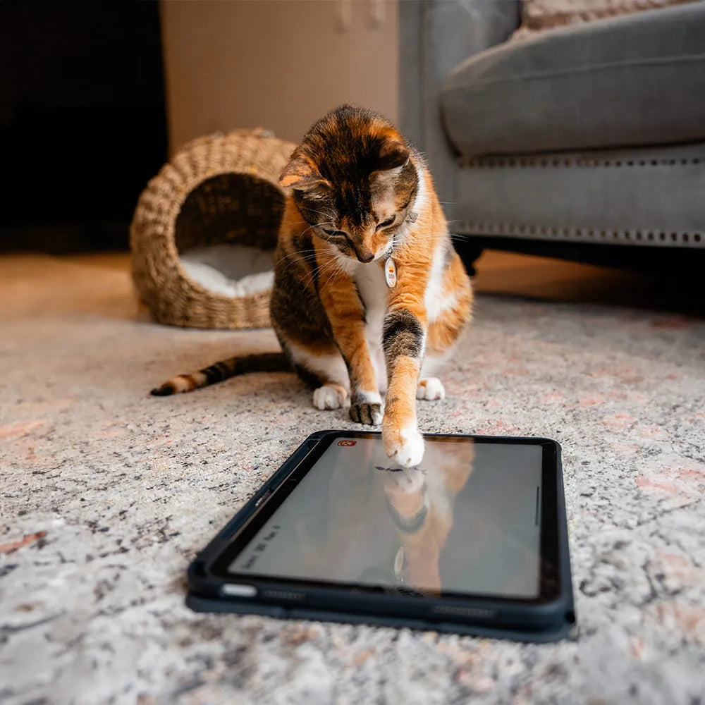 GlassGuard NCO temperate para iPad (2024)